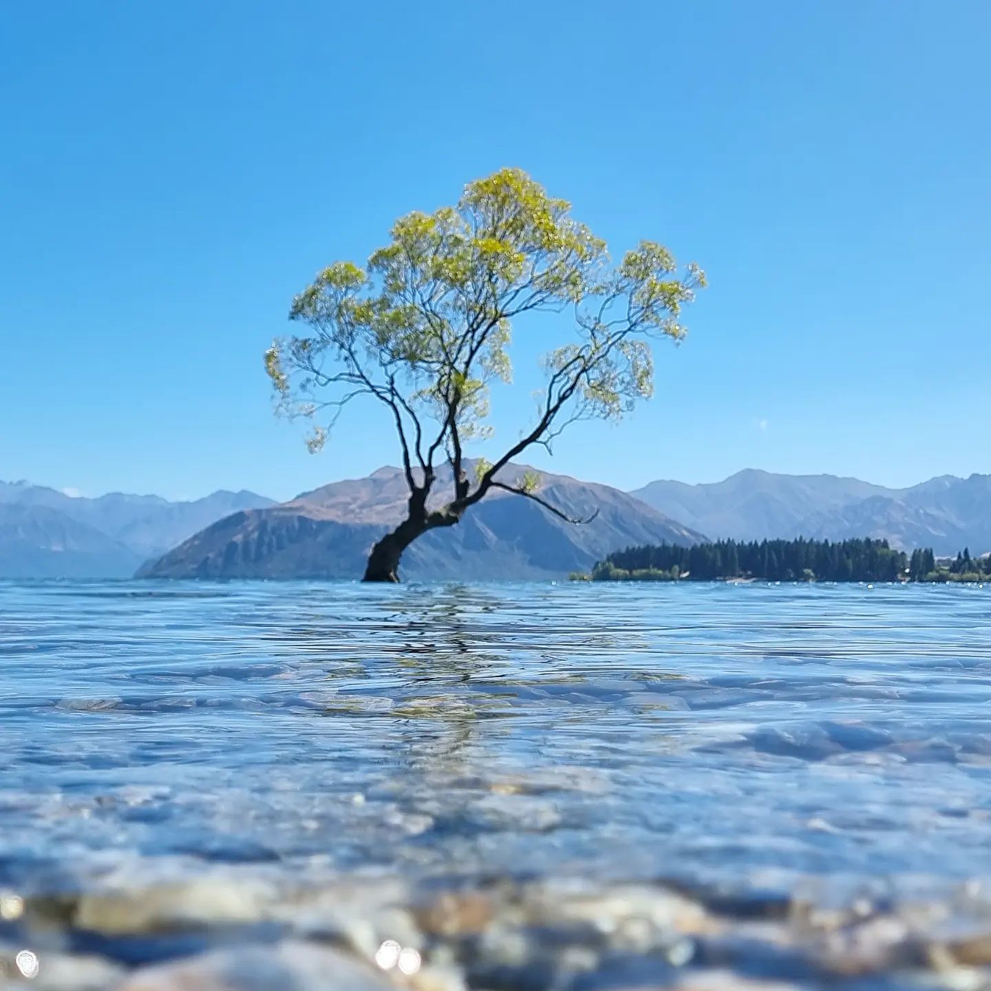 That Wanaka Tree.